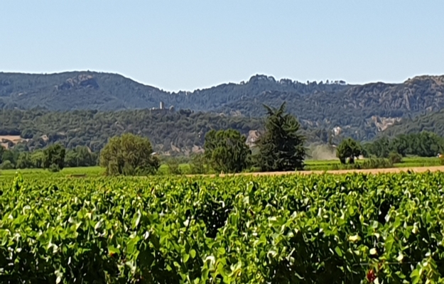 Camping à vendre au coeur du vignoble Languedocien